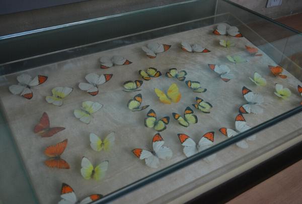 UGOFishing's tweet photo. real butterflies for fly tying imitation ;) http://t.co/daNFUxSZCl