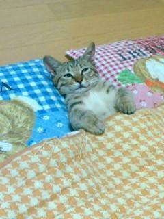 _nekoneko_____'s tweet photo. よし、寝る準備完了！電気消して～ http://t.co/unguNmo0Hg