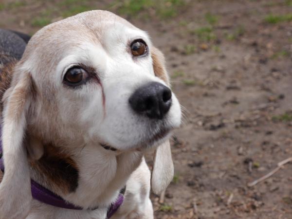 NYCSandyNeeds's tweet image. We are struggling to pay vet bills after losing our Willow. Any help is greatly appreciated: gfwd.at/1qLz3fm.