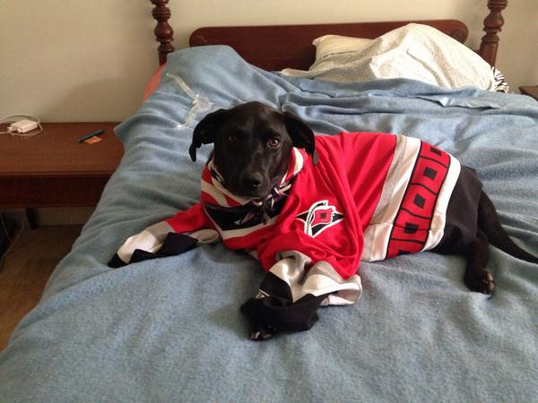 carolina hurricanes dog jersey