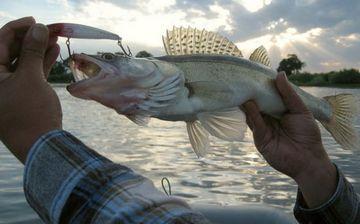 Рыбалка на Веселовском водохранилище fishers.spb.ru/publ/info/ryba…