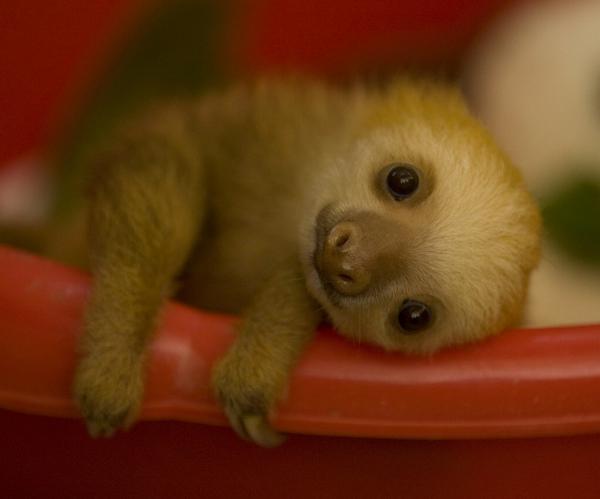 thepawsdraws's tweet image. “@PaperClippe: I feel like you guys might need this little one in your life again today: http://t.co/fjEuAkcFGy” @loveandembers  #slothcore