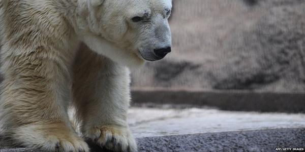 BBCWorld's tweet photo. Thousands sign petition to move "sad" polar bear http://t.co/3Y5eXG3opk (#Arturo) http://t.co/5ipcVRFaVJ