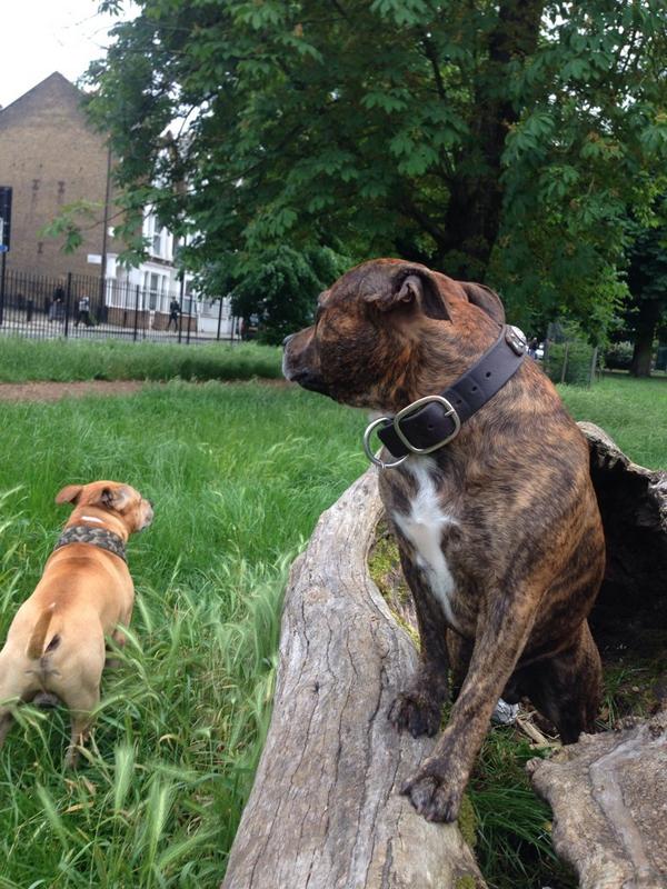 KinglyRayJones's tweet photo. 2 Dogs &amp; log http://t.co/OiL0WT6dS6