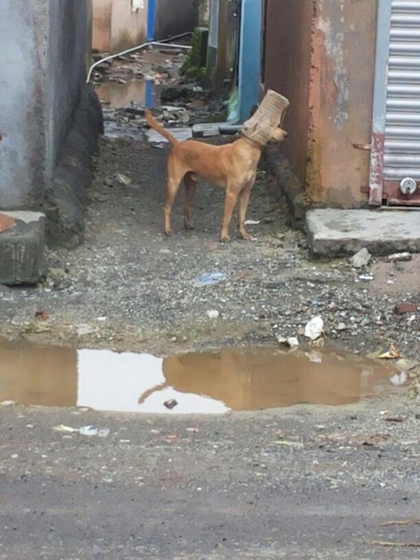 tejsingh039's tweet image. Haha