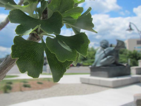 GryphonStatue's tweet image. Some ginkgo trees live for 2500 years. Hopefully this tree doesn’t outlive me! #LivingFossil #FunFactFriday