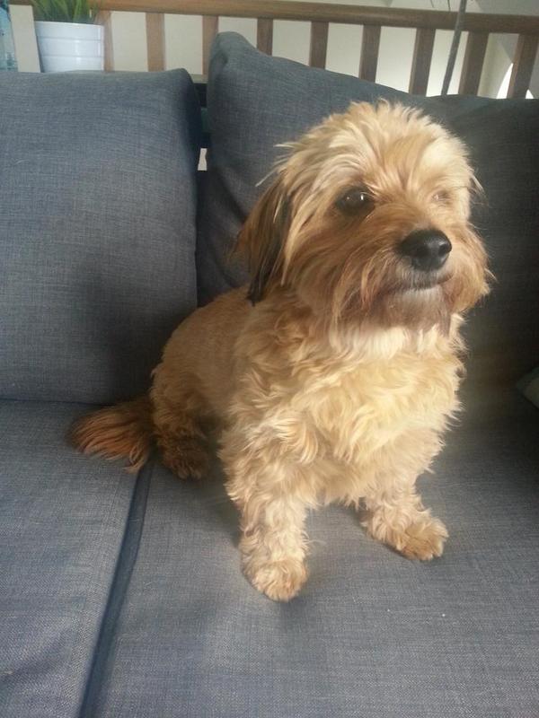 dachshund and maltese