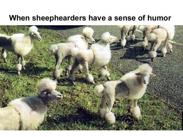 Team_ADR_'s tweet photo. Poodles and Sheep?  I say Shoodles!!! http://t.co/EEXABd1Wxv