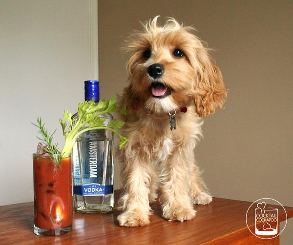 Cockabooze's tweet photo. One puppy, one #BloodyMary. Gives hair of the dog new meaning. Recipe: http://t.co/2QwNBpuLar http://t.co/jrQNr9JLg9