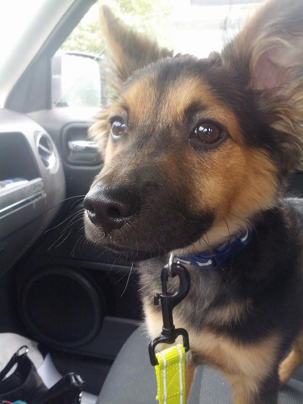 KellieLucier's tweet image. #boothing 🐶