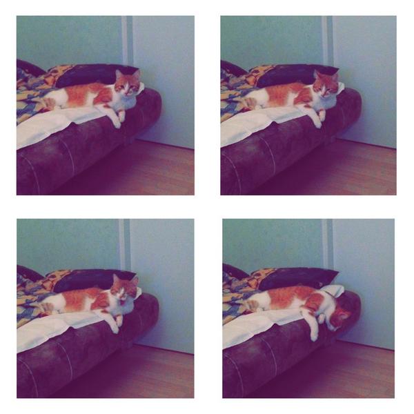 IPeachCat's tweet image. #IPeachCat #scuty #cat #mew #sleepy #cuty #animals #sleep #xoxo