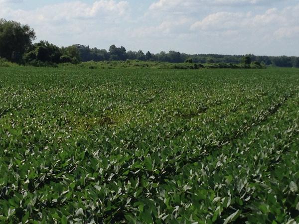 baldpathologist's tweet photo. Soybean stands that appear nutrient stressed can be due to nematodes, especially the soybean cyst nematode #mscrops http://t.co/72mlHWEc4o