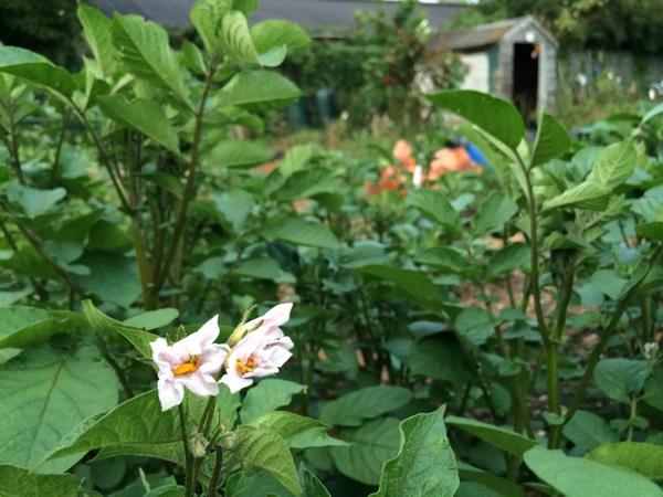 cjarendse's tweet photo. Potatoe flower and an old shed in the distance. http://t.co/eyWTFgjGZR