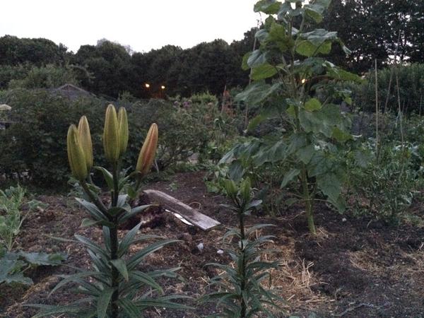 cjarendse's tweet photo. What is the name of this flower? http://t.co/eihwdTLsGJ