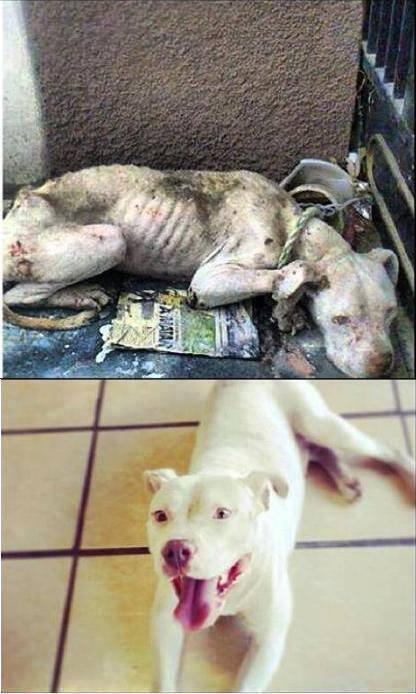 _Paisajes_'s tweet photo. Antes y después.  Salvar a un perro no cambiará el mundo, pero sin duda, el mundo cambiará para ese perro. http://t.co/n3a3qmTbP0