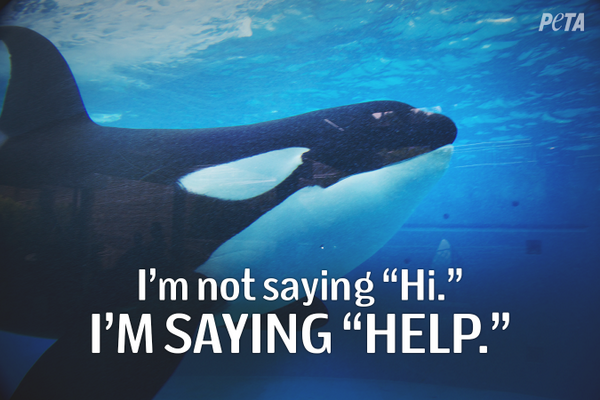 peta's tweet photo. And you would be doing the same if you were trapped in a tiny concrete pool for YOUR ENTIRE LIFE. #BoycottSeaWorld http://t.co/iIua2IksTM