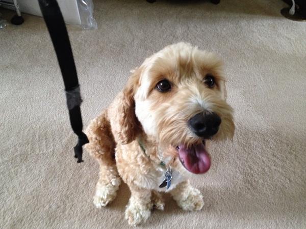phil vischer on twitter my dog loves his leash so much that he