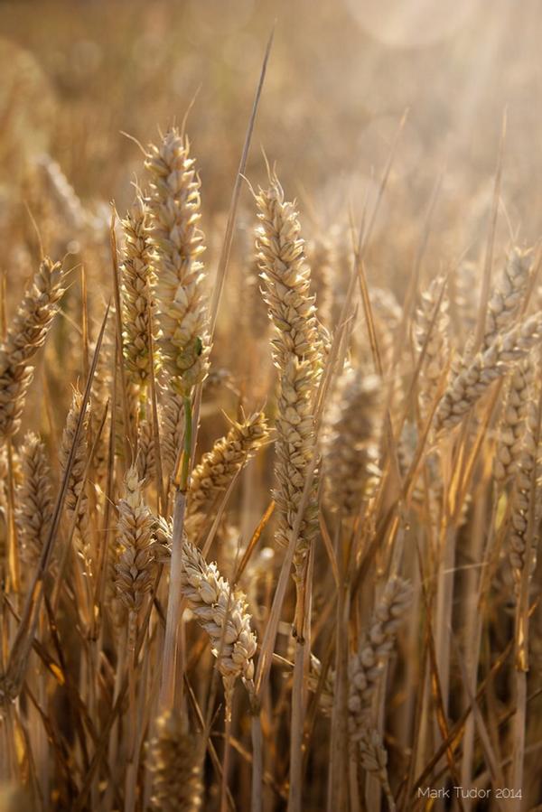 ukpackshot's tweet image. It was a beautiful day in #Birmingham today #photography #farming #Countryside #EnglishSummer