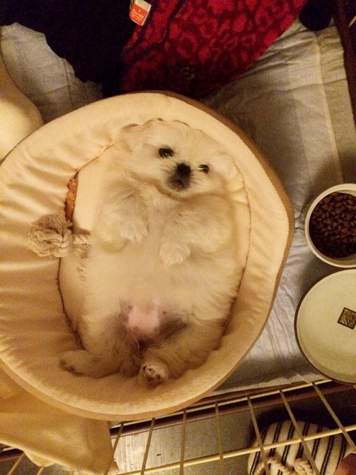 モケリーナは今日移動してきたから、疲れてるし そっとしとかないとアカンし、もうとっくに隣の部屋で就寝させたけど、お腹を壊したりしてないか、水をひっくり返してないか、気になって気になって寝れない&hellip; http://t