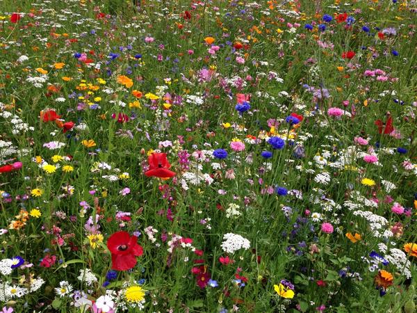 kikibuzzbuzz's tweet photo. @WyreForestDC the wild flowers in Brinton Park are absolutely beautiful! Had a lovely time there today #summer http://t.co/A2jJo6MrzR