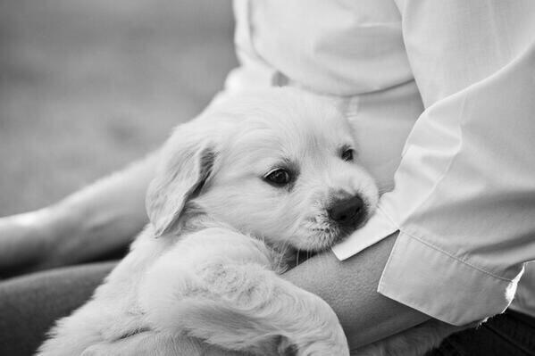 BabyAnimalPix's tweet photo. puppies make everything better http://t.co/Bj24G2Gl4f