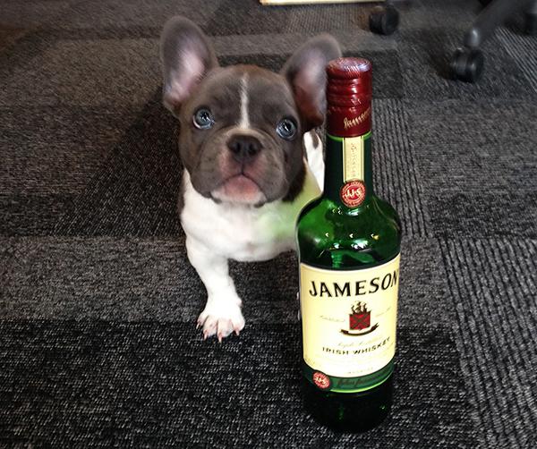 Cockabooze's tweet photo. Bruce the #frenchie stopped by for a drink. He's neat, which is exactly how he likes his @jamesonwhiskey http://t.co/xee3Gk94ES