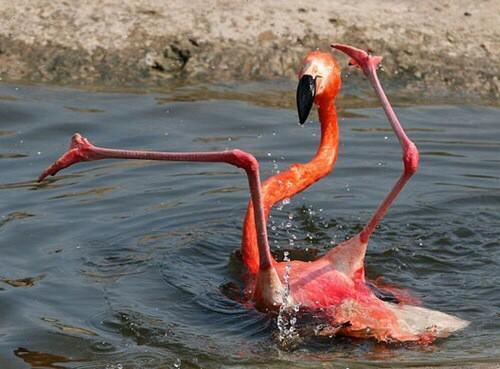 TalMason's tweet image. “@tbhplzdont: single and ready to flamingle http://t.co/SGKVcUOo0R”