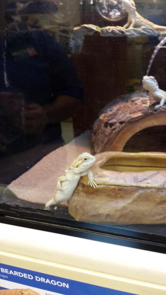 m1dillon07's tweet photo. Come here often? #inspiredbypets http://t.co/nBPH1htnzP