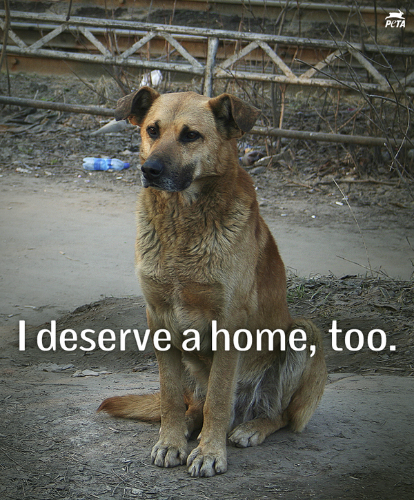 peta's tweet photo. Animals like HIM lose the chance of finding a home every time you BREED &amp; BUY.

RT if u #AdoptDontBuy! http://t.co/eqyIe5ndnc