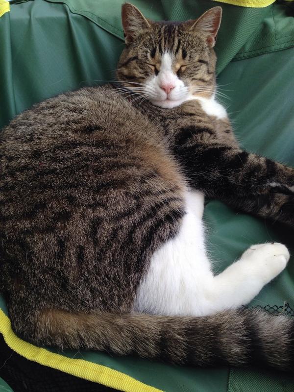 DGResolution's tweet image. Zen cat.