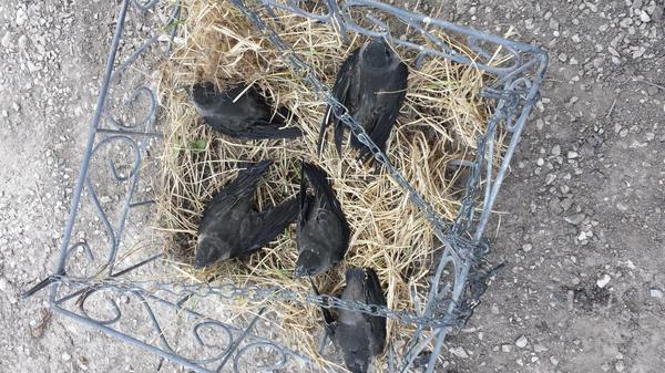ACvenny's tweet photo. Found these fellas in a chimney i was about to demolish. Made a nest and relocated them to safety. Its a good day http://t.co/rVFqoejyAN