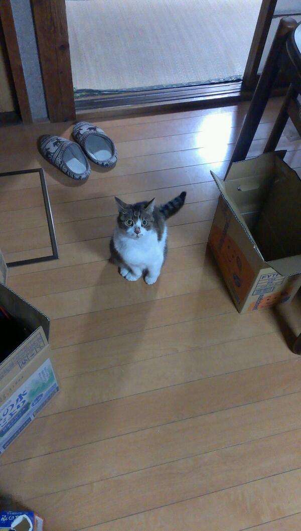 _nekoneko_____'s tweet photo. ご飯の準備するといつも見上げてかわいい顔する(*´ー｀*) http://t.co/VSLhBeRK73