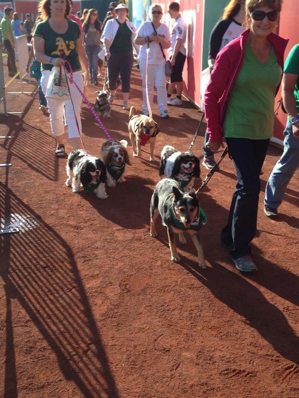 nylabone's tweet image. #pupparade #barkatthepark @PetsAddLife @ARFtweets @Athletics