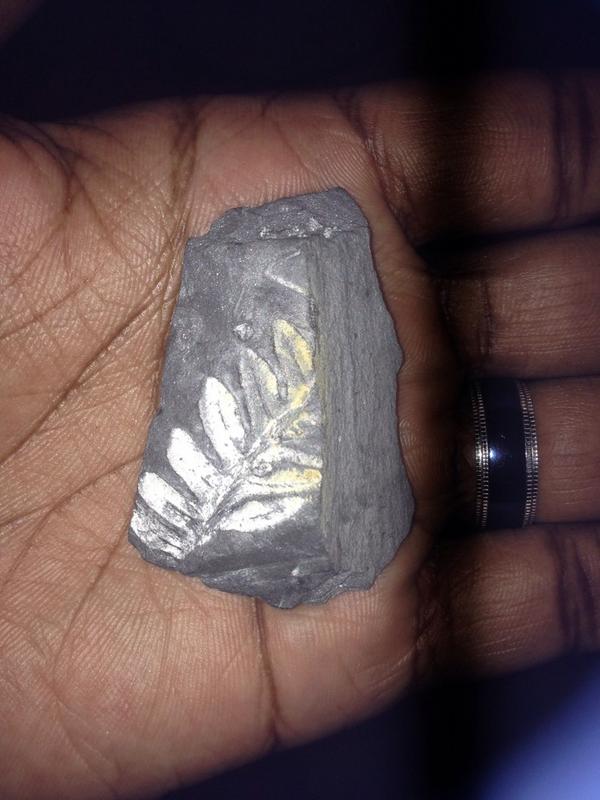 hellkaiser086's tweet image. Here's a fossilized #fern in honor of #fossilfriday