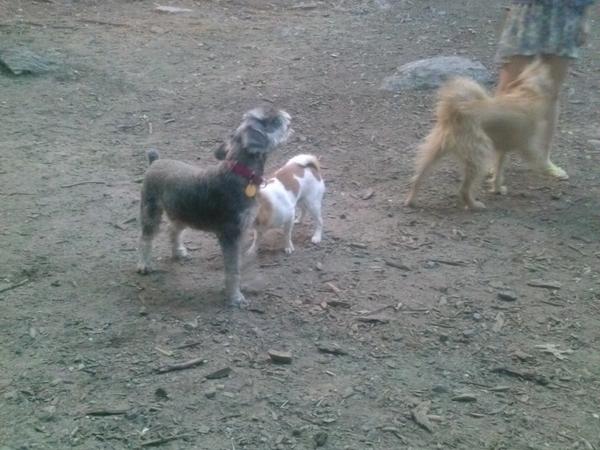 therealkarlbark's tweet photo. Let your arf be arf and your woof be woof. http://t.co/KIvYZ5Lal8