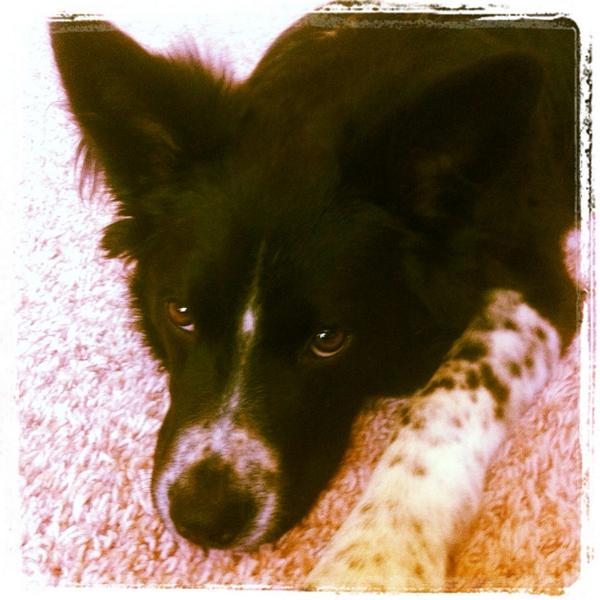 AndyVanDee's tweet photo. @darth my sweet sweet, rescue pups are the best! http://t.co/y8hK99YbM1
