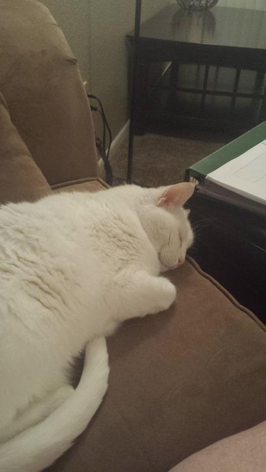 A picture of snowflake!! http://t.co/fpkCtmabeA<a href="/tag/footfettish"class="tags"><span>#footfettish</span></a><a href="/tag/niteflirt"class="tags"><span>#niteflirt</span></a><a href="/tag/bbwmistress"class="tags"><span>#bbwmistress</span></a>