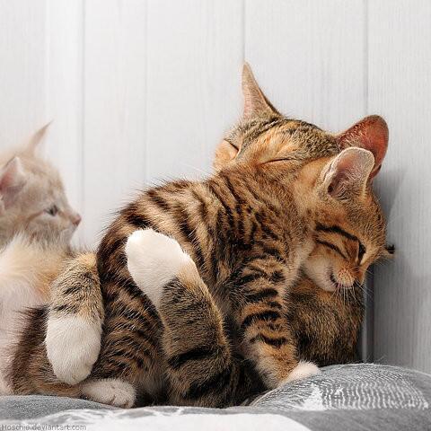 _nekoneko_____'s tweet photo. ぎゅーーーーーーっ http://t.co/kne1ycLE4x