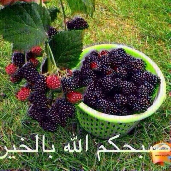 kuwait555444's tweet image. 