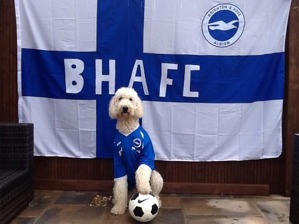 lvirgogo's tweet photo. @BHASnappy @OfficialBHAFC
ALBION/Finland flag ready for the new season,BUCKLEY DOG excited about the new NIKE kit http://t.co/zuMeeGS97v