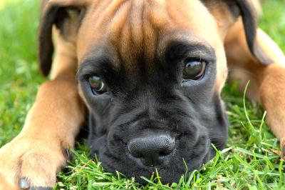 Soy Un Perro tweet media