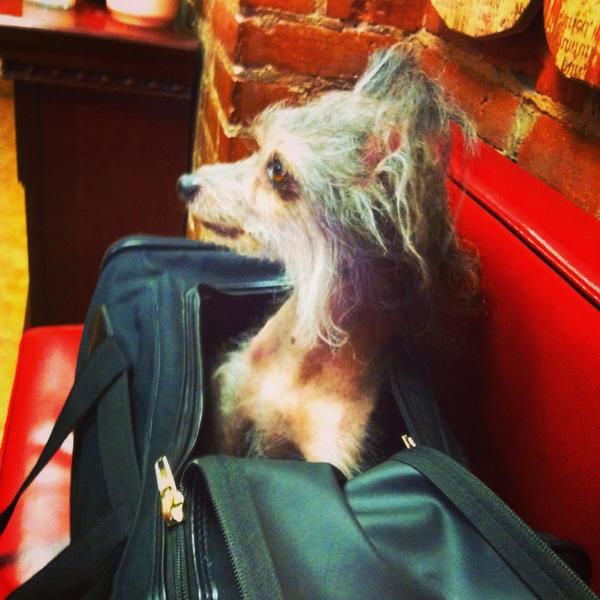 UmmItsJohn's tweet photo. Took Riley to the vet- @OkItsJane get the lemonade stand ready. #johnandjaneproblems #helpmeimpoor http://t.co/d6YczuPx6y
