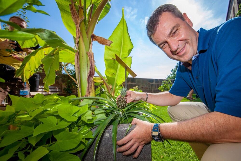 Markus Soder على تويتر Wo Wachst Eine Ananas In Nurnberg Im