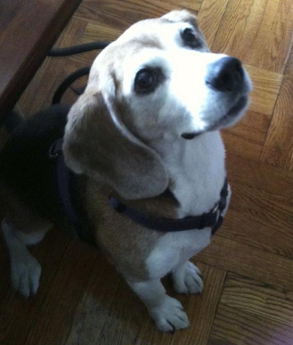 NYCSandyNeeds's tweet image. We are struggling to pay vet bills after losing our Willow. Even $1 makes a difference: gfwd.at/1qLz3fm