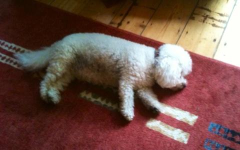 All4PawsBristol's tweet image. Wuf! Getting to grips with #holidayroutine.