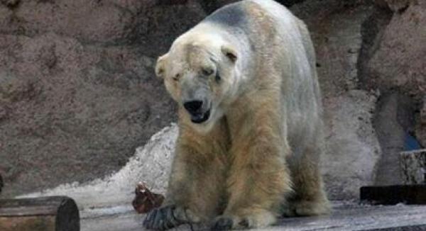 Que vergüenza..."Arturo, la triste historia del oso polar que vive a 40 grados en Argentina antena3.com/noticias/cienc… ”