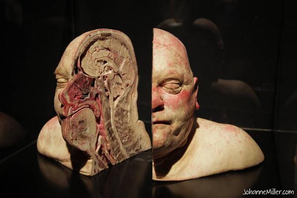 tucnetter's tweet photo. นิทรรศการ ร่างกายมนุษย์ BODY WORLDS ณ กรุงลอนดอนประเทศ อังกฤษ ที่นำเอาศพคนจริงๆ มาผ่าให้ดู http://t.co/4FkGSuRf0j