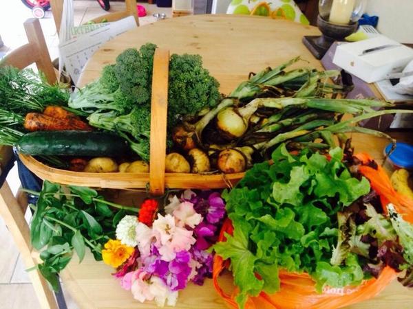 uptheplot's tweet image. When away and feeling homesick this is the perfect tonic! Wife &amp;amp; son took a trip to the plot this morning. #perfect