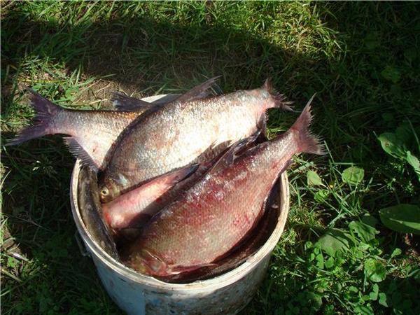 Собираемся на двухдневную рыбалку fishers.spb.ru/publ/info/sobi…