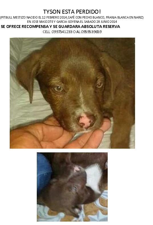 PrincesaLuceron's tweet photo. @TEAFundacion @biancasalame @MascotasGye @refugioPANA @PriscaB @UnperrofielEc @Unid_Prefectura @perdimimascotag http://t.co/OHLe1F3lqv